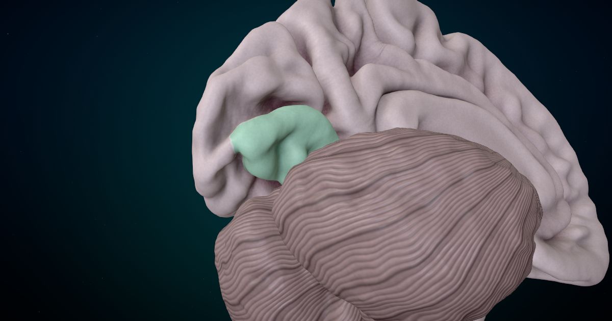 The lingual gyrus lit up in a 3D model of the human brain