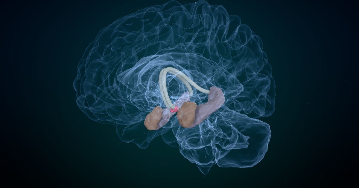 The mammillary bodies in a 3D model of the brain