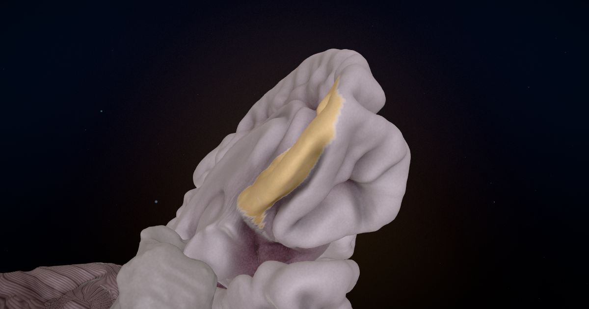 The medial orbitofrontal cortex lit up in a 3D model of the human brain