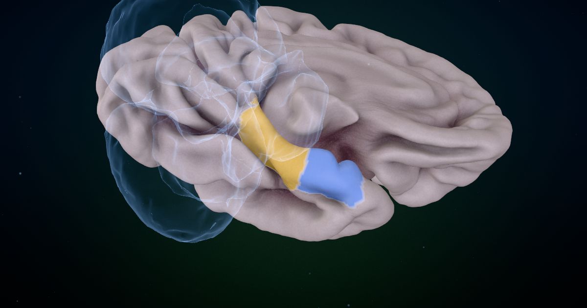 The medial temporal cortex lit up in a 3D model of the human brain