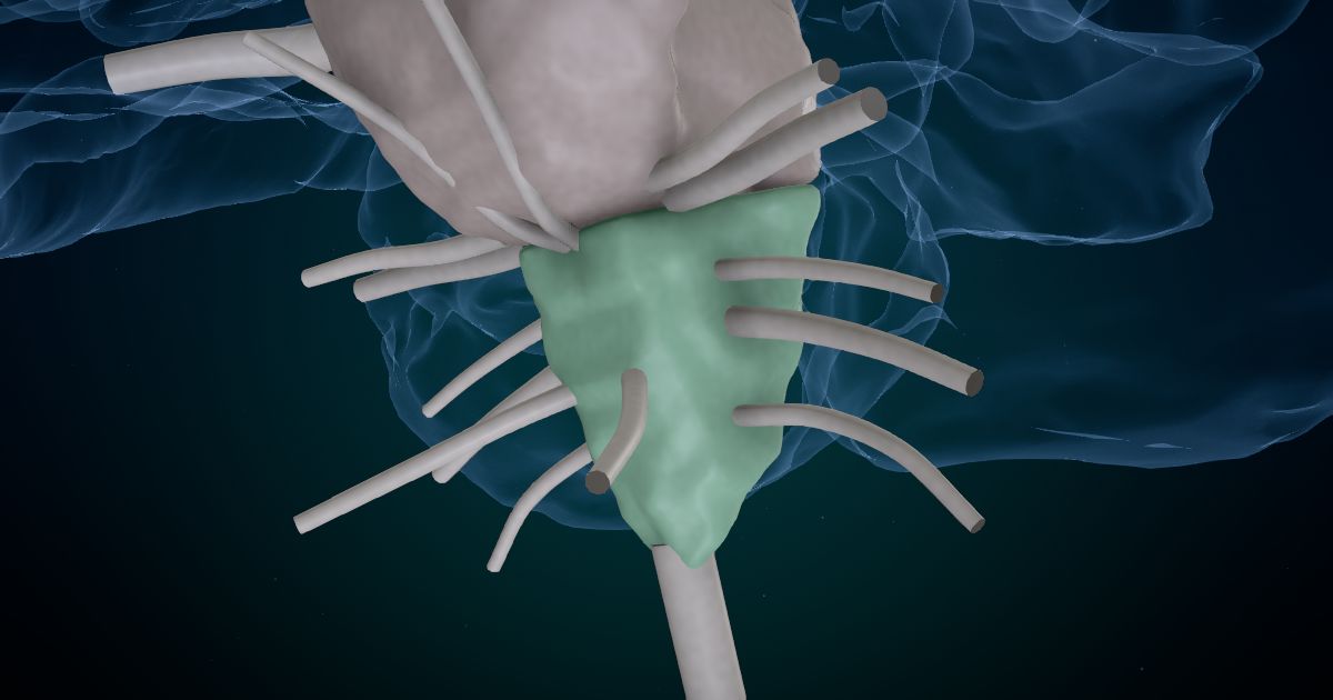 The medulla oblongata in a 3D model of the brain