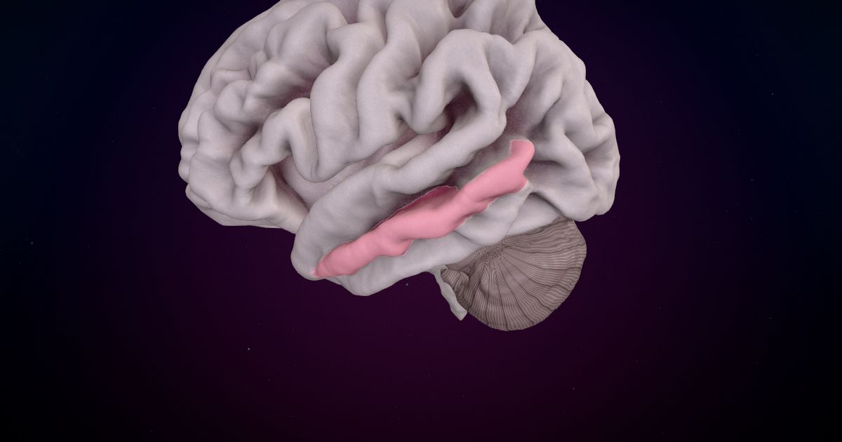 The middle temporal gyrus lit up in a 3D model of the human brain