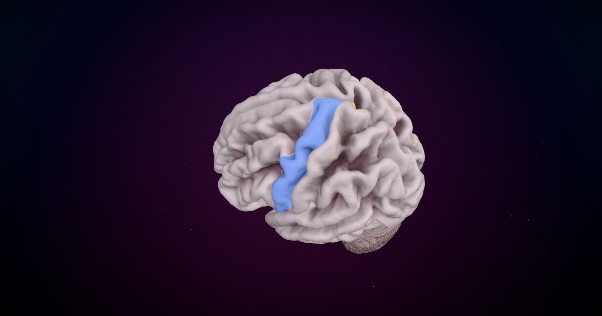 The motor strip lit up in a 3D model of the human brain