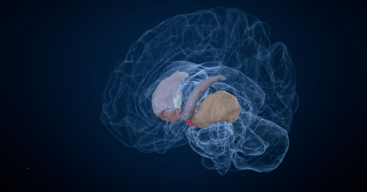 How drugs affect the brain in a 3D model of the brain
