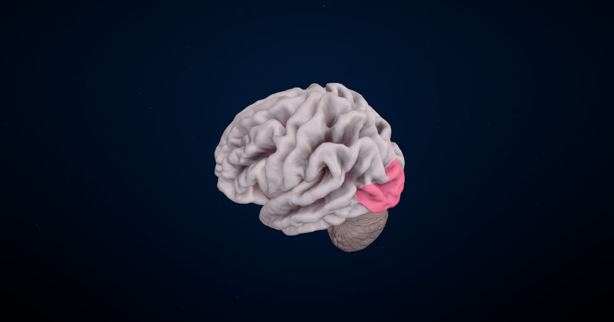 The occipital lobe in a 3D model of the brain