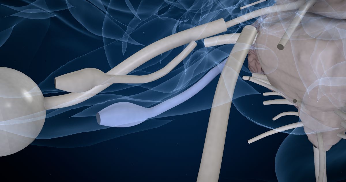 The olfactory nerve & bulb (I) lit up in a 3D model of the human brain