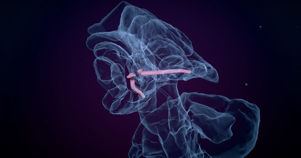 The optic chiasm in a 3D model of the brain