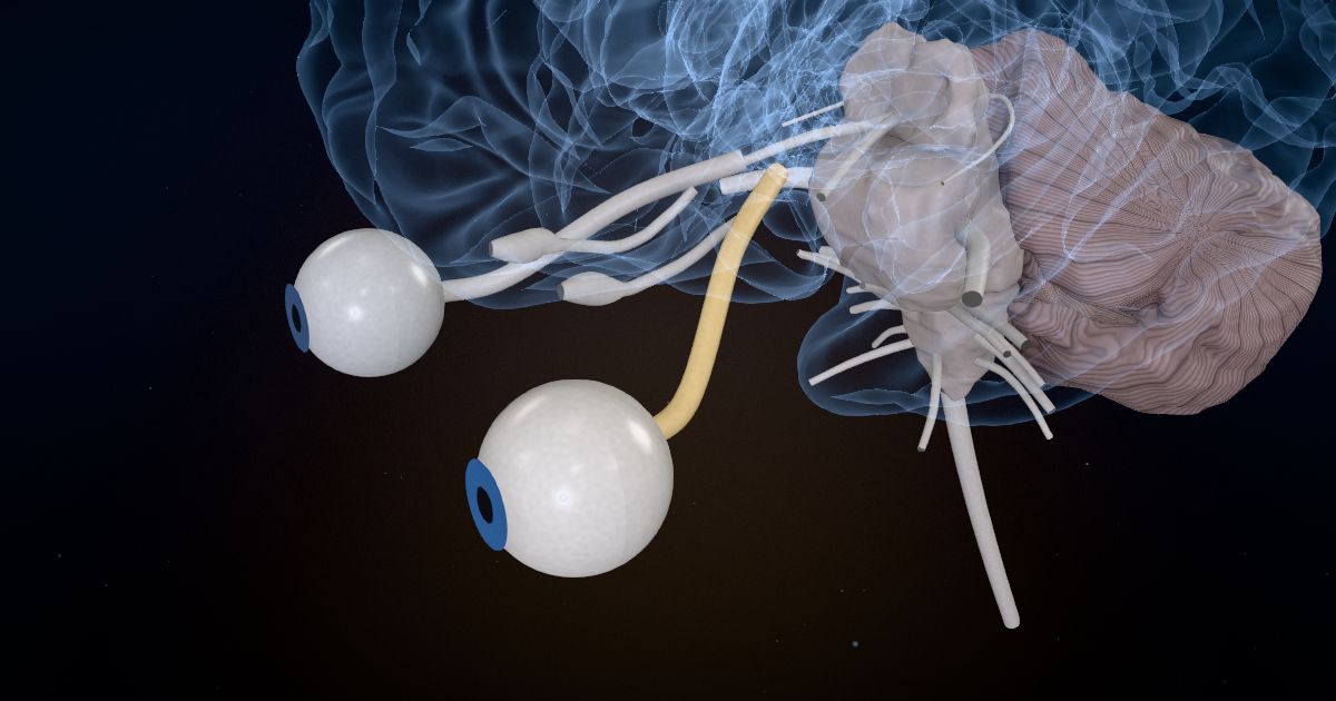 Seeing in a 3D model of the brain