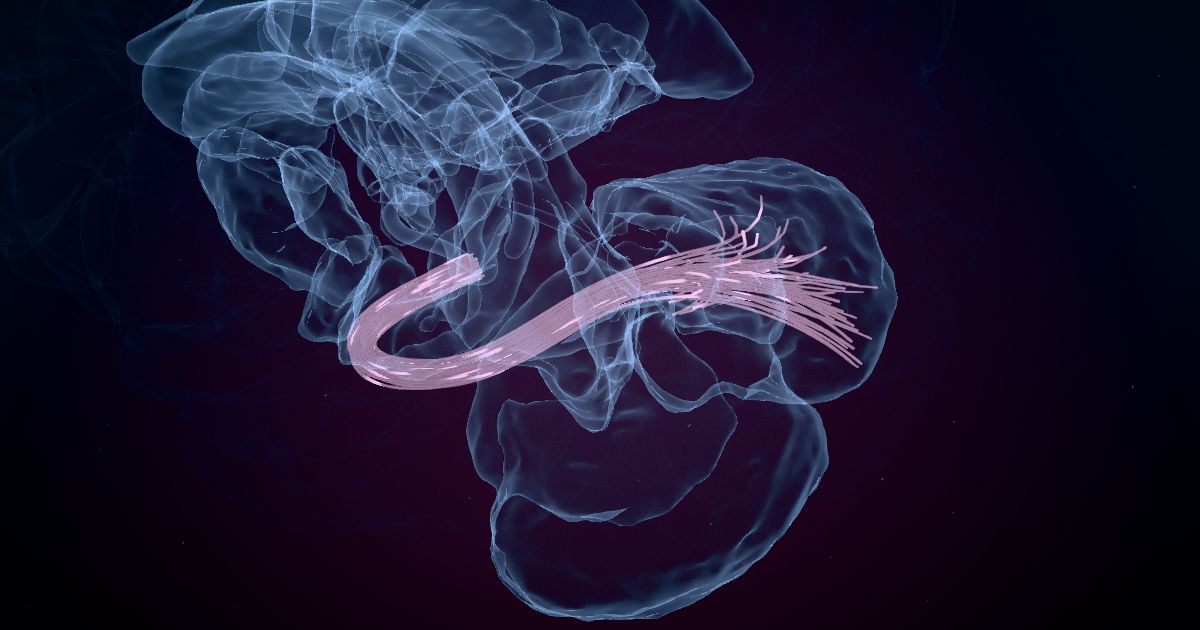 The visual pathway: from the eye to the brain in a 3D model of the brain