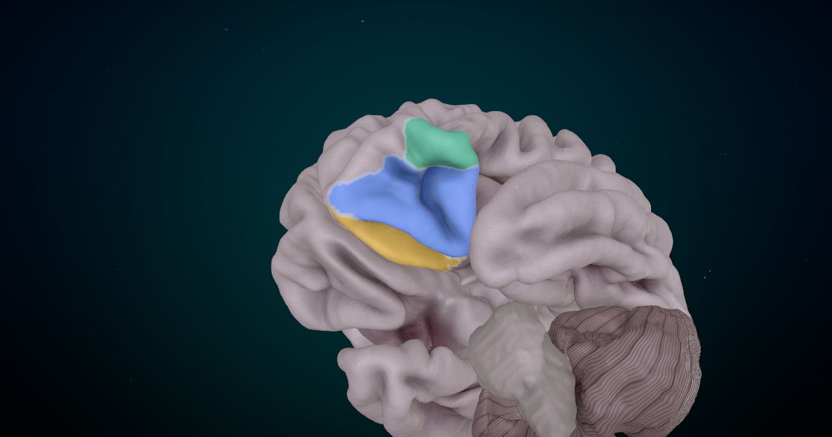 The orbitofrontal cortex in a 3D model of the brain