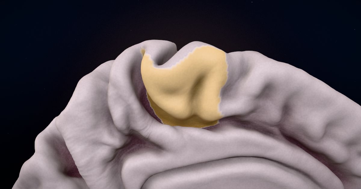 The paracentral lobule in a 3D model of the brain