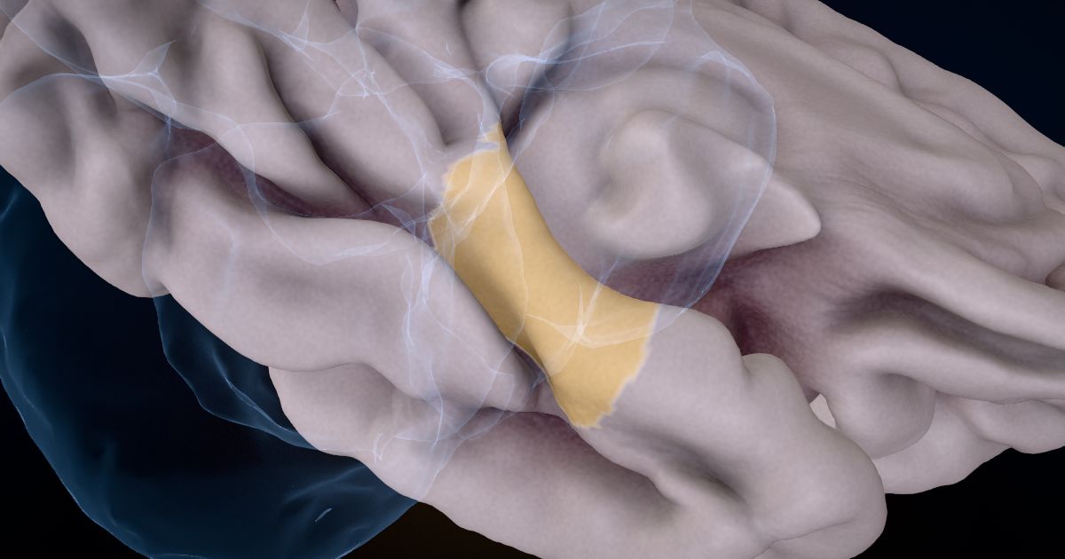 The parahippocampal gyrus lit up in a 3D model of the human brain
