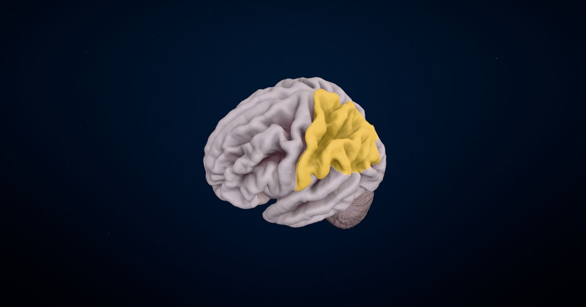 The parietal lobe in a 3D model of the brain