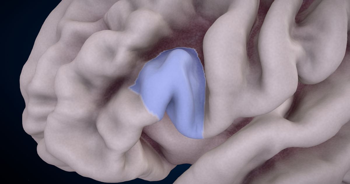 The pars opercularis lit up in a 3D model of the human brain
