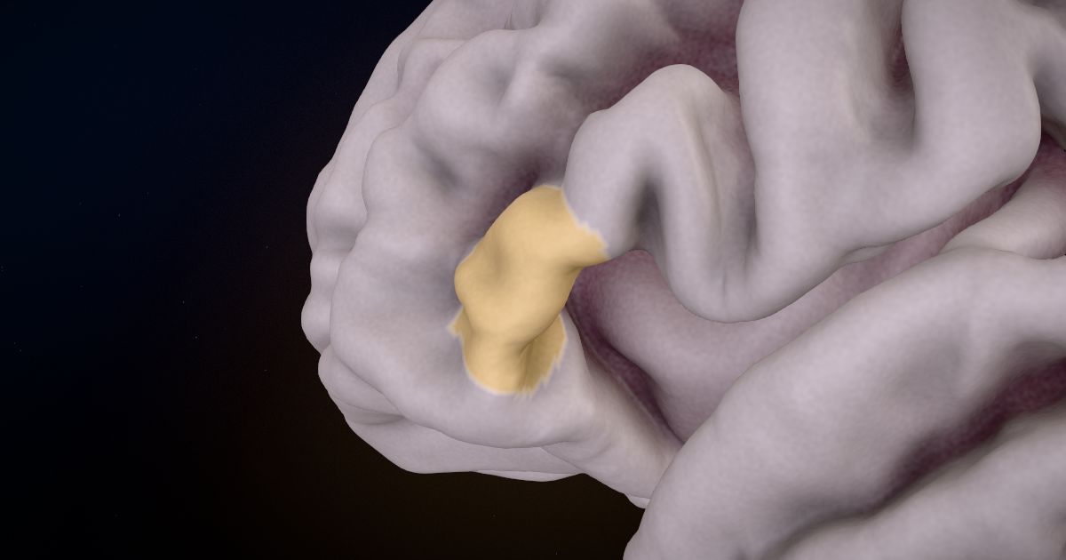 The pars triangularis lit up in a 3D model of the human brain