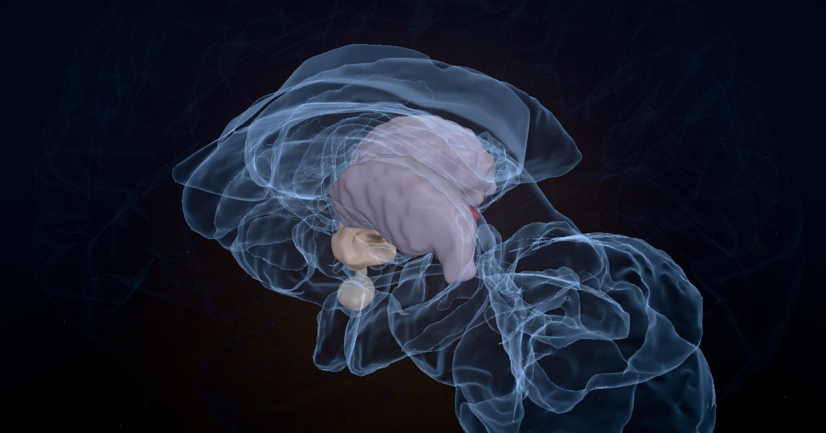 The pineal gland lit up in a 3D model of the human brain
