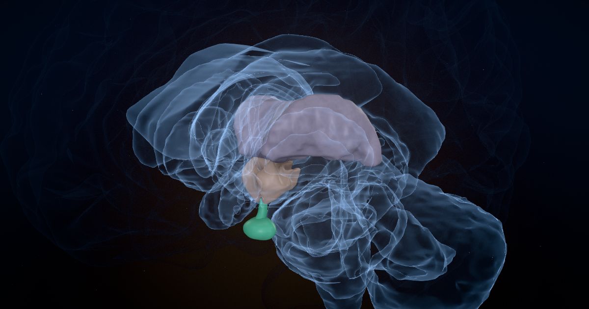 Hormones and the brain: the hypothalamus and pituitary in a 3D model of the brain