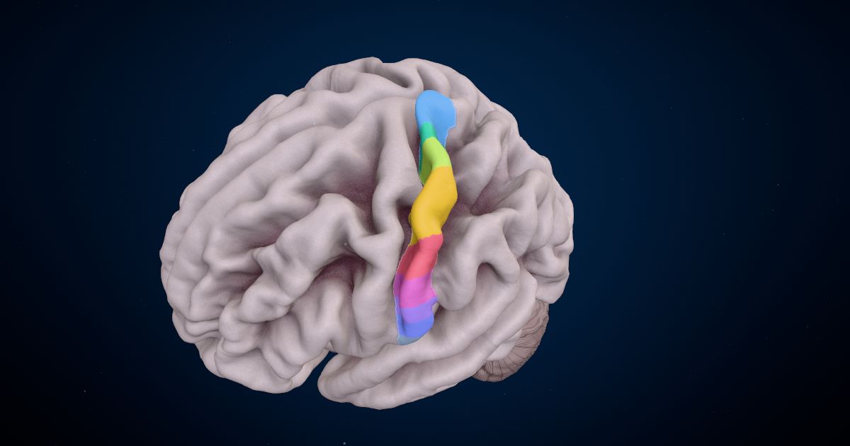 Touch, pain and temperature: the sensory pathways in a 3D model of the brain