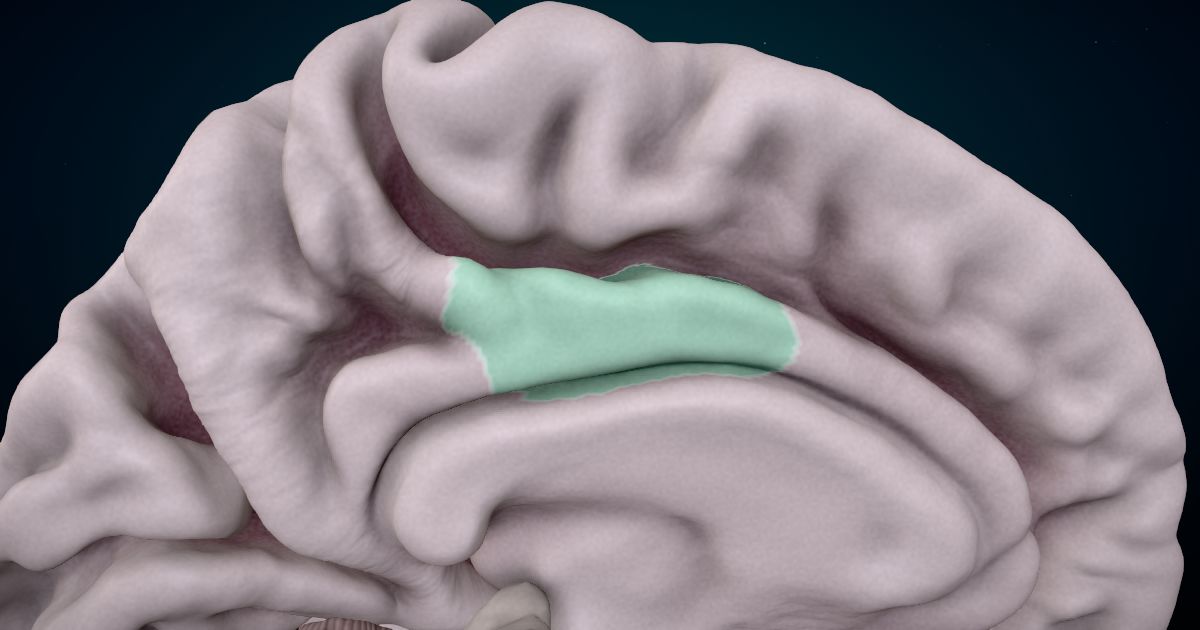 The posterior cingulate cortex lit up in a 3D model of the human brain