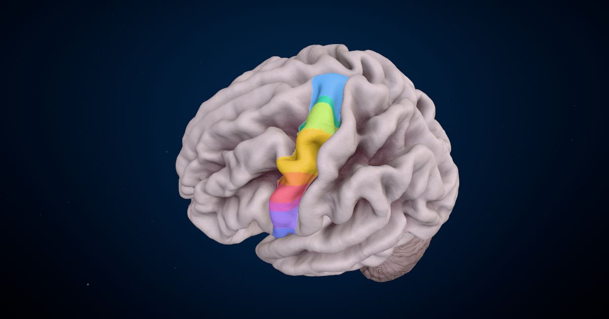 Moving and feeling in a 3D model of the brain