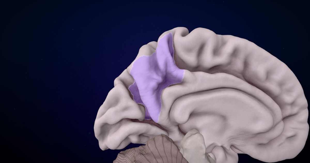 The precuneus in a 3D model of the brain