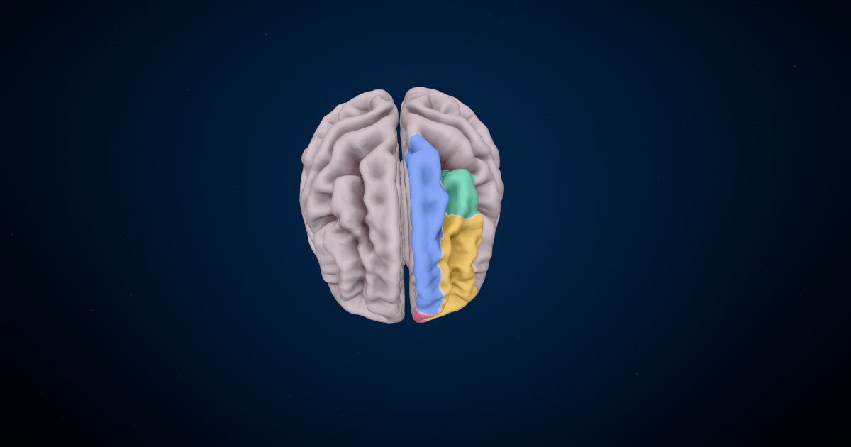 The prefrontal cortex lit up in a 3D model of the human brain