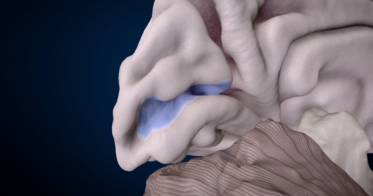 The primary visual cortex in a 3D model of the brain