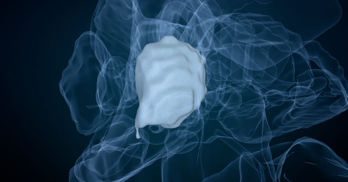 The pulvinar in a 3D model of the brain