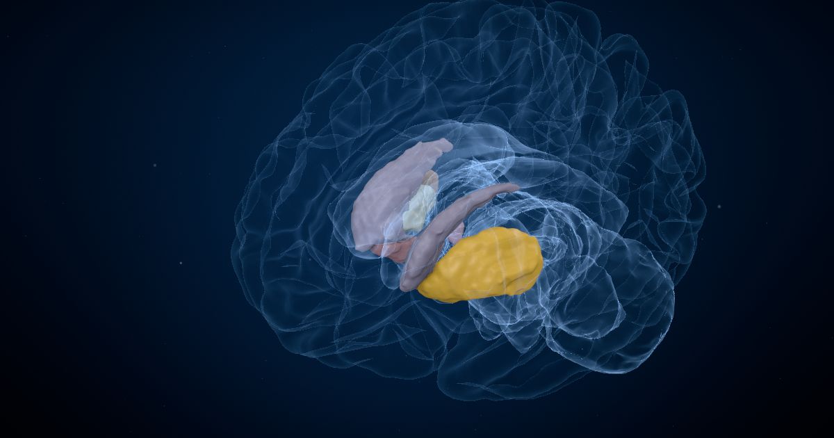The putamen in a 3D model of the brain