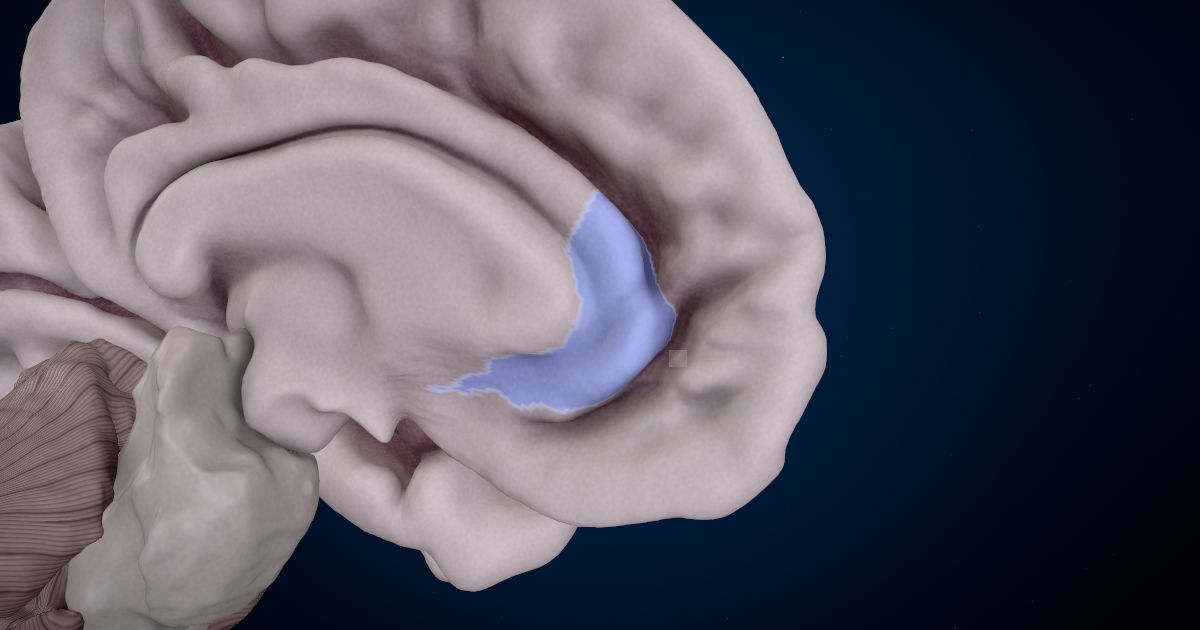 The rostral anterior cingulate cortex lit up in a 3D model of the human brain