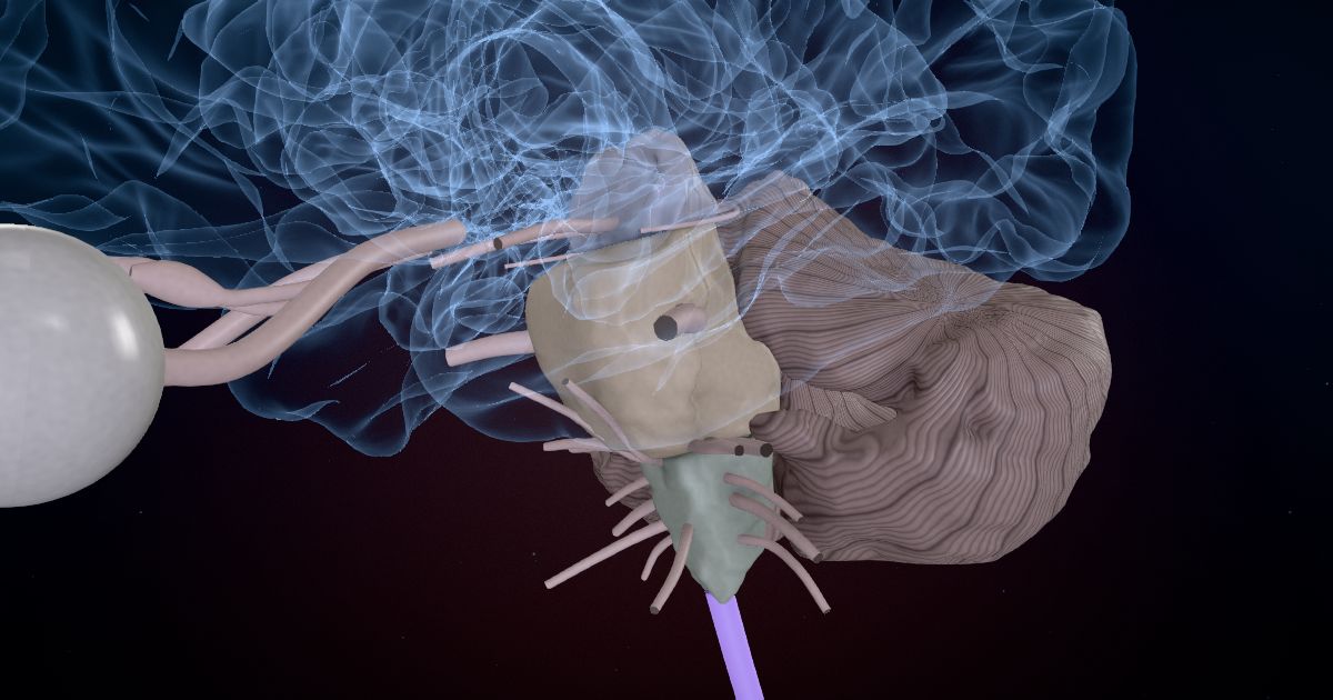 The spinal cord lit up in a 3D model of the human brain