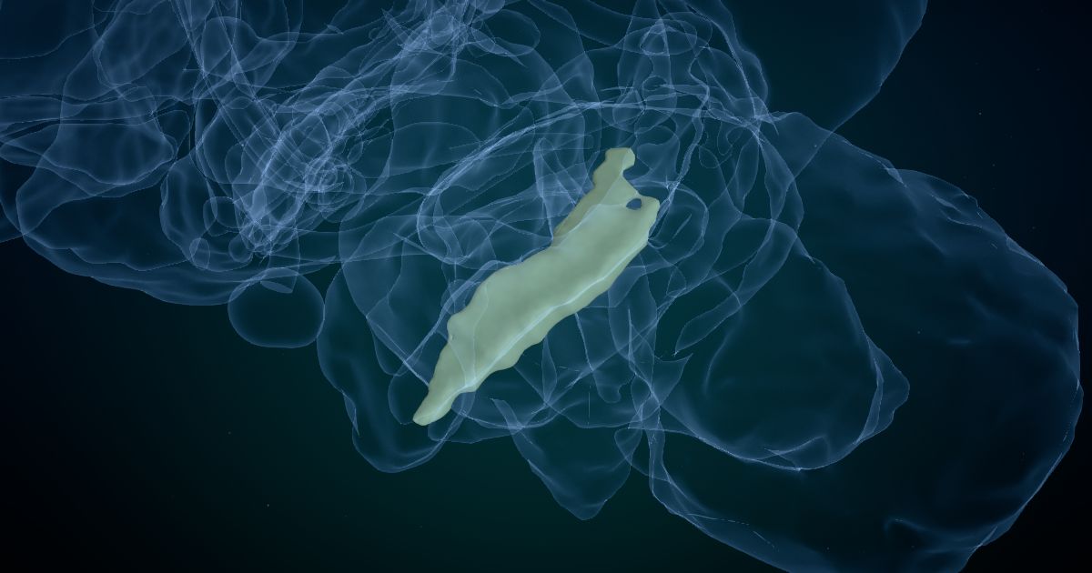 The subiculum lit up in a 3D model of the human brain