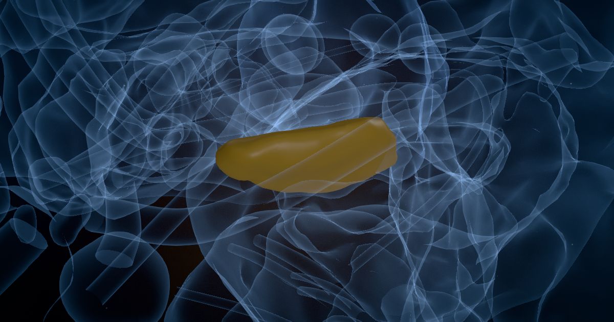 The substantia nigra pars reticulata lit up in a 3D model of the human brain