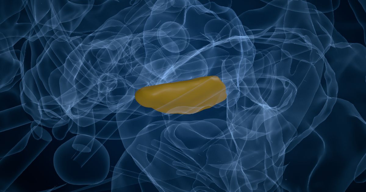 The substantia nigra in a 3D model of the brain