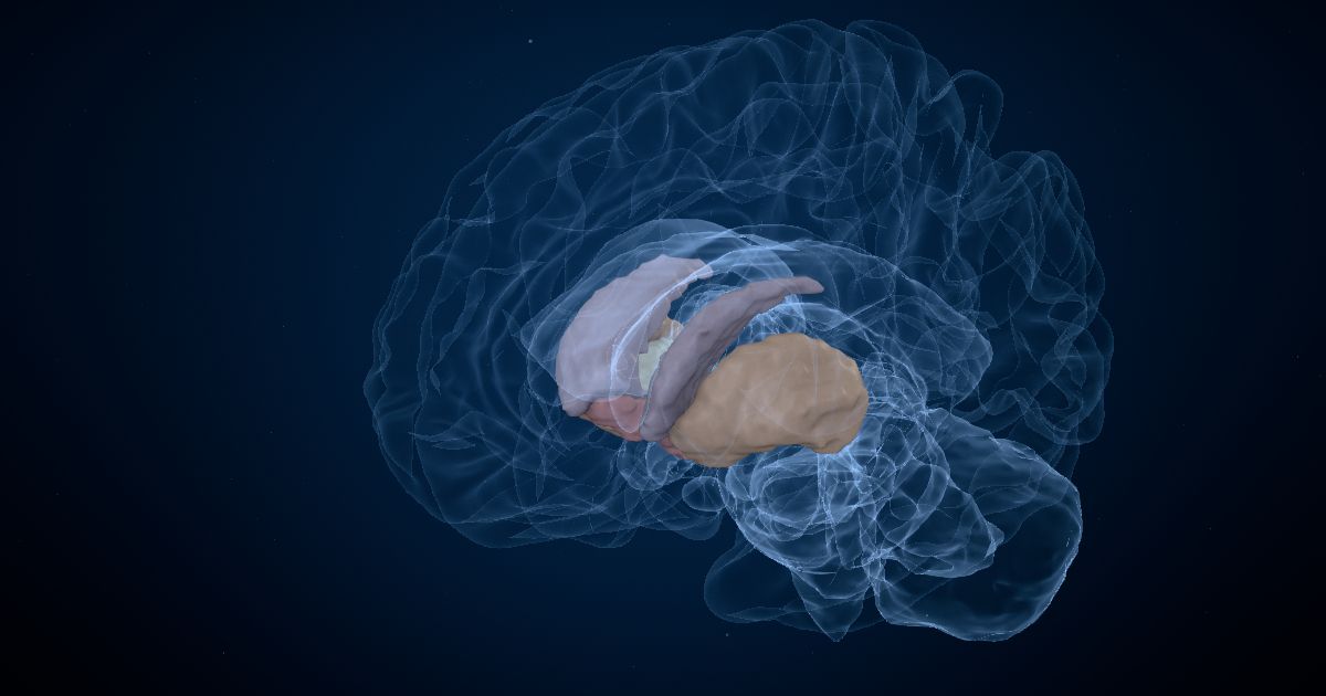 The subthalamic nucleus in a 3D model of the brain