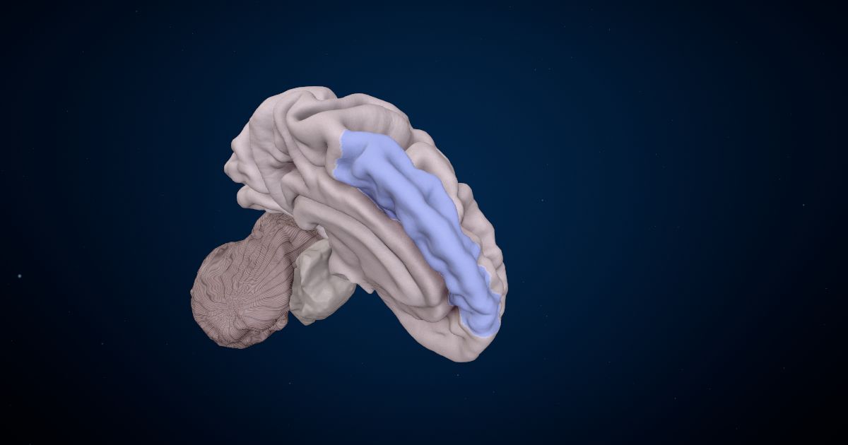 The superior frontal gyrus lit up in a 3D model of the human brain