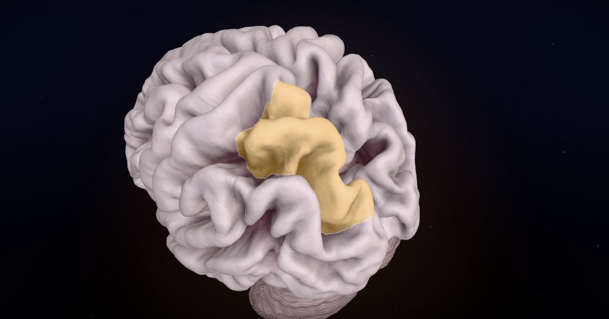 The superior parietal lobule in a 3D model of the brain