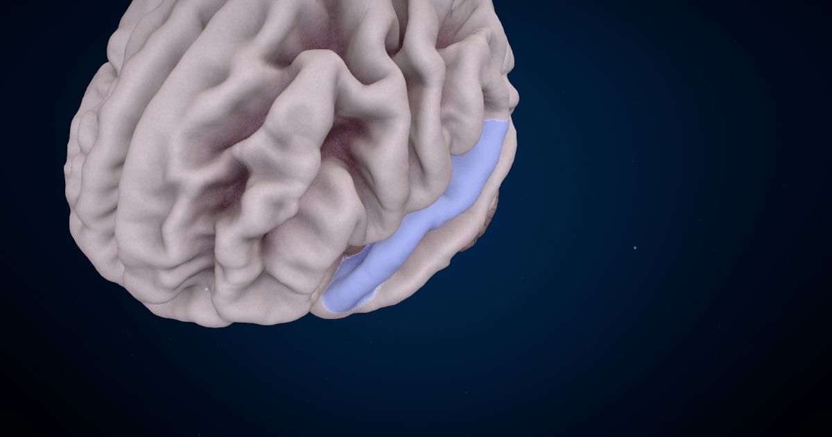 The superior temporal gyrus in a 3D model of the brain