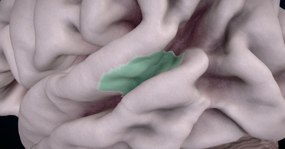 The superior temporal sulcus lit up in a 3D model of the human brain