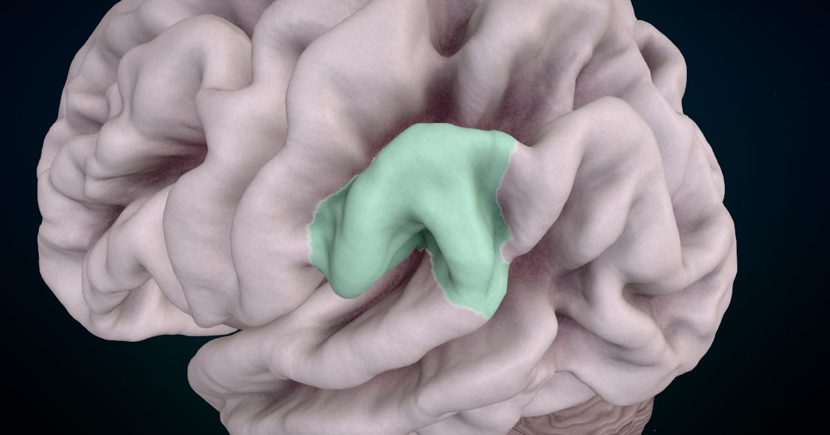 The supramarginal gyrus lit up in a 3D model of the human brain