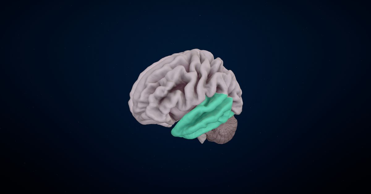 The temporal lobe in a 3D model of the brain