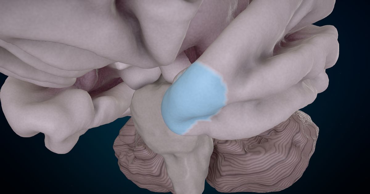 The temporal pole lit up in a 3D model of the human brain