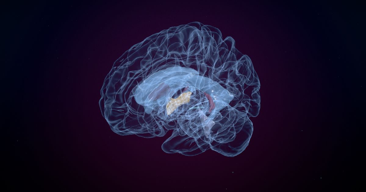 The third ventricle lit up in a 3D model of the human brain