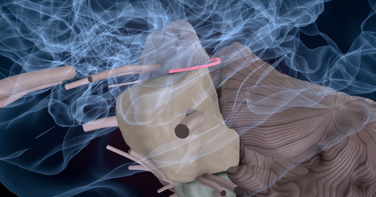 The trochlear nerve (IV) lit up in a 3D model of the human brain