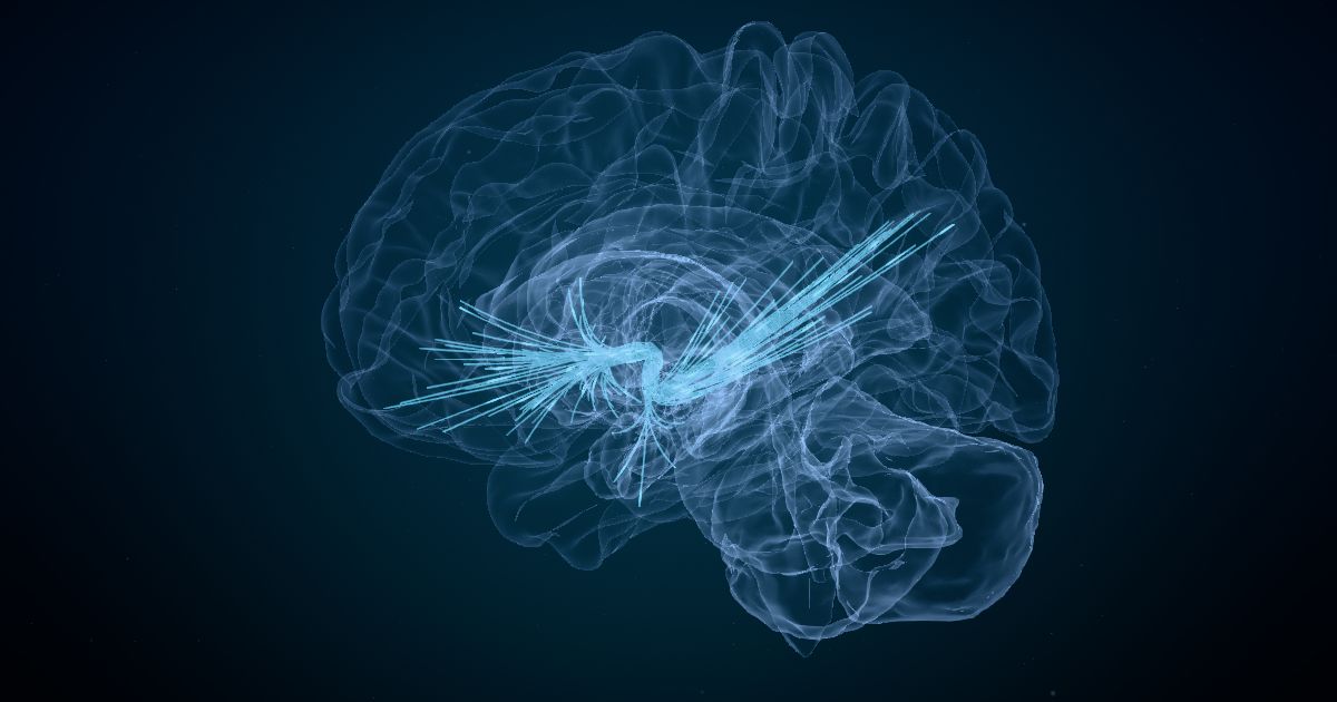 The uncinate fasciculus in a 3D model of the brain