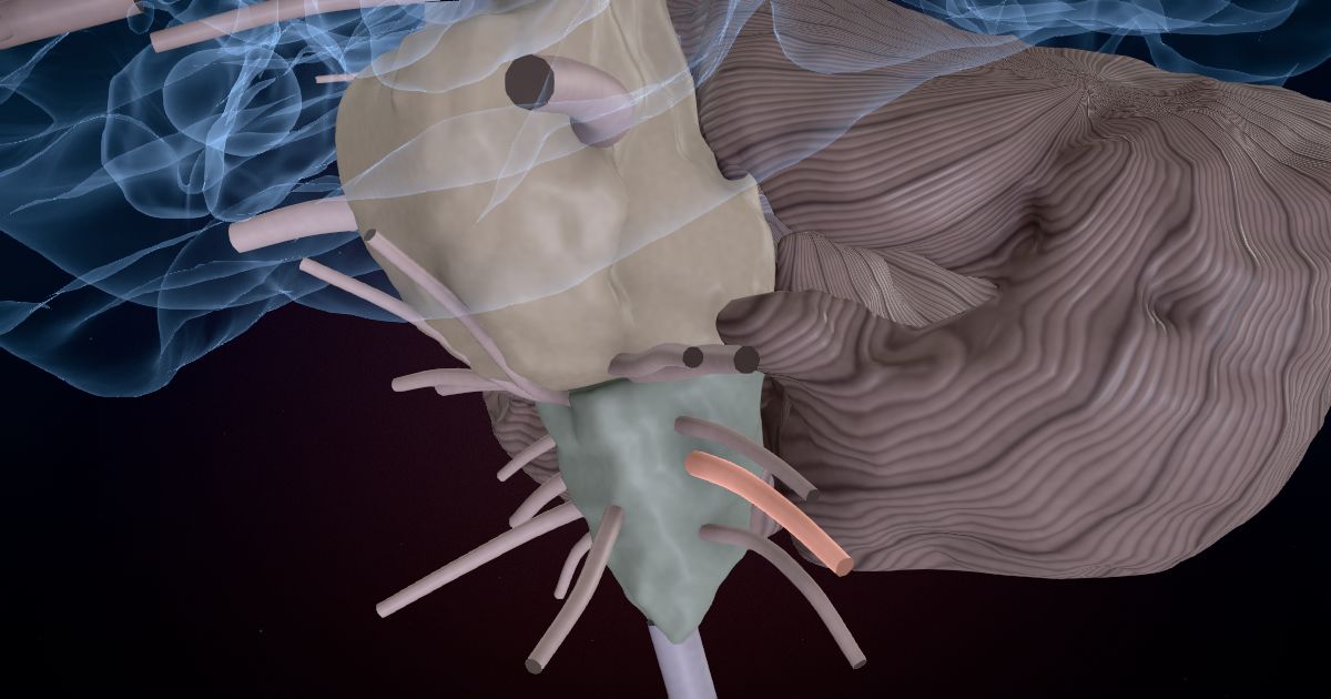 The vagus nerve (X) in a 3D model of the brain
