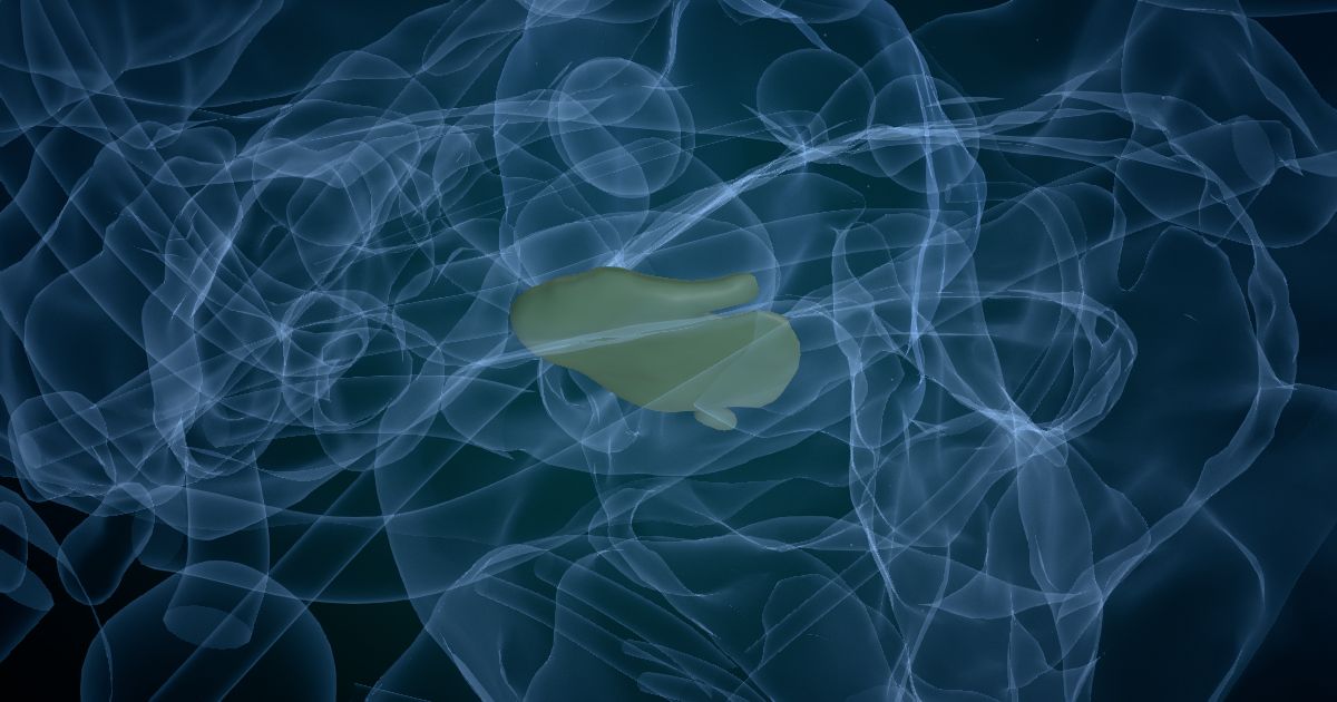 The ventral tegmental area in a 3D model of the brain