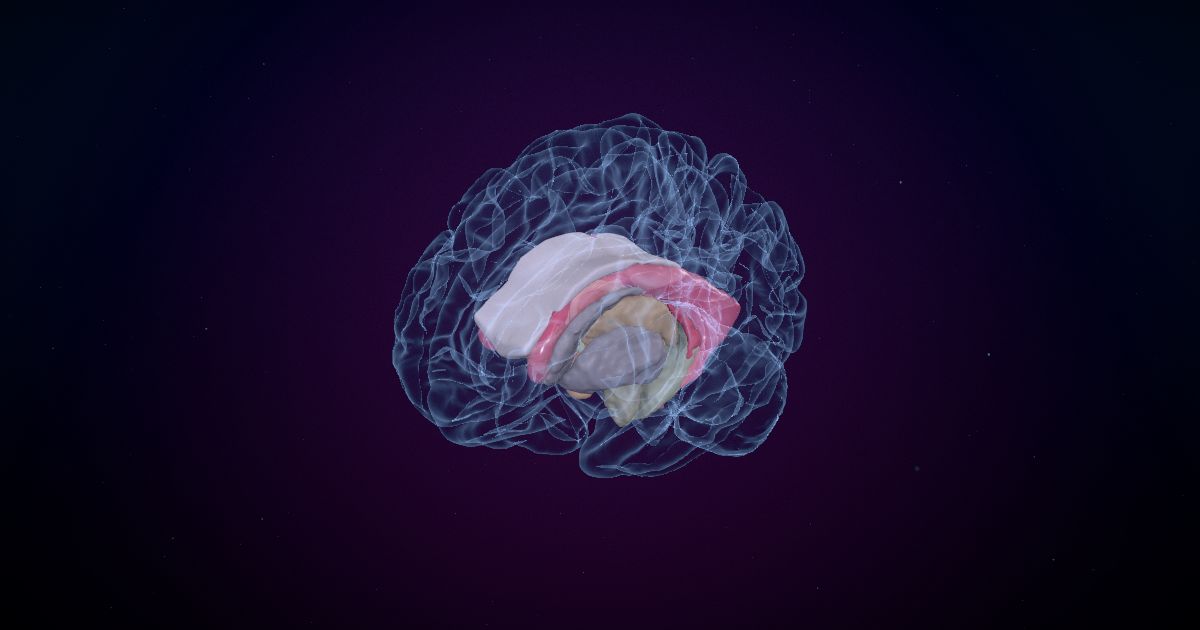 Cerebrospinal fluid, the ventricles and the meninges in a 3D model of the brain