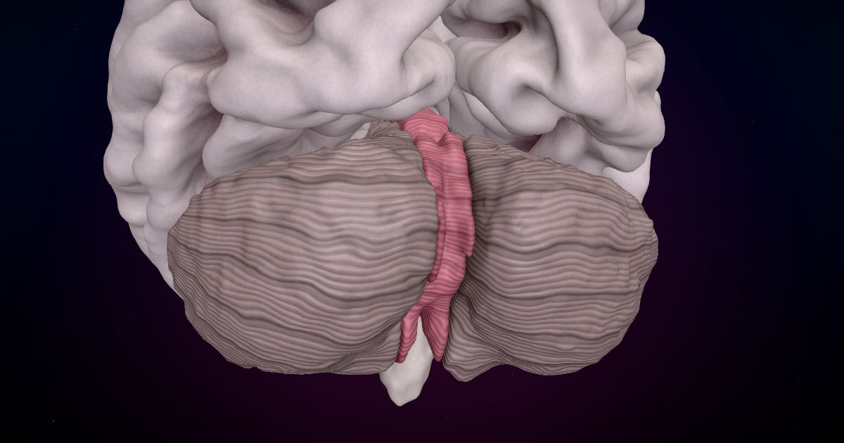 The cerebellar vermis in a 3D model of the brain