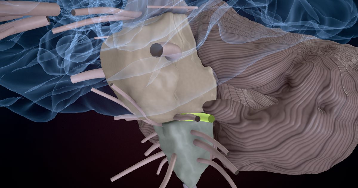 Hearing and balance in a 3D model of the brain